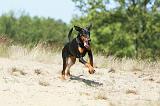 DOBERMANN 779